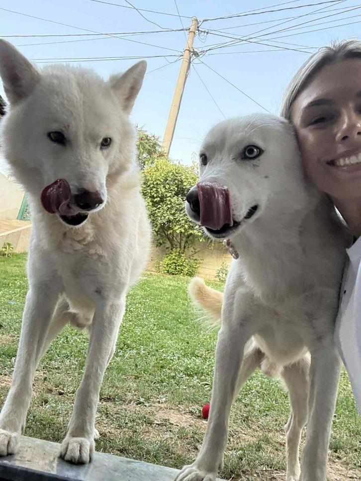 Help Pets Adoptie Husky Zwitserse Herder Mix uit Bosnie, Dieren en Toebehoren, Honden | Poolhonden, Keeshonden en Oertypen, Reu