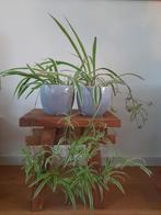 Kamerplanten Chlorophytum (2 stuks), Huis en Inrichting, Kamerplanten, Ophalen of Verzenden