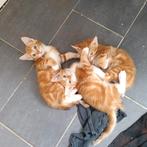 Lieve speelse kittens te koop, Dieren en Toebehoren, Meerdere dieren, Kortharig, 0 tot 2 jaar