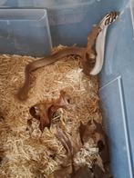 haakneus heterodon, Dieren en Toebehoren, Reptielen en Amfibieën, Slang, 0 tot 2 jaar