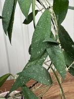 Hoya scortechinii UT001, Ophalen of Verzenden, Overige soorten, Halfschaduw, Minder dan 100 cm