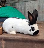 Mooie grote lotharinger ram, Mannelijk, Groot, 0 tot 2 jaar