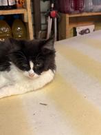 Kittens 15 weken, Dieren en Toebehoren, Katten en Kittens | Overige Katten, Meerdere dieren, 0 tot 2 jaar