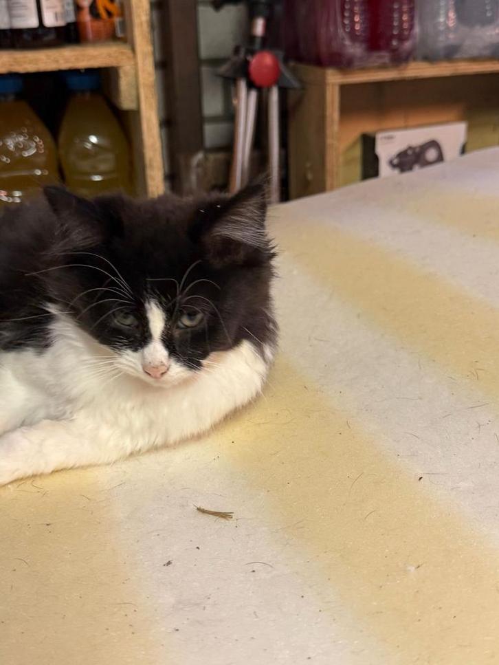 Kittens 15 weken, Dieren en Toebehoren, Katten en Kittens | Overige Katten, Meerdere dieren, 0 tot 2 jaar