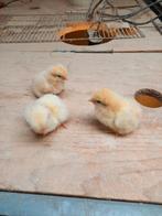 Een daags haankuikens op 14 december, Geslacht onbekend, Kip