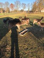 Damherten, Dieren en Toebehoren, 3 tot 5 jaar