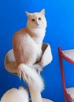 Perzisch Ragdoll kittens 6 manden oud, Dieren en Toebehoren, Katten en Kittens | Raskatten | Langhaar, Kater, Ontwormd, 0 tot 2 jaar