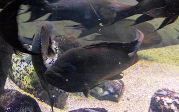 Petrochromis trewavasae Tanganyika cichliden
