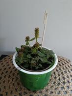 Brunel 🌿Ruil mij!!🌿, Ophalen, Zomer, Volle zon