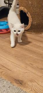 Britse korthaar kitten, black silver shaded, Poes, Gechipt