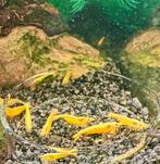 Citroengarnalen / Neocaridina heteropoda / Gele garnalen, Dieren en Toebehoren, Kreeft, Krab of Garnaal, Zoetwatervis, Schoolvis