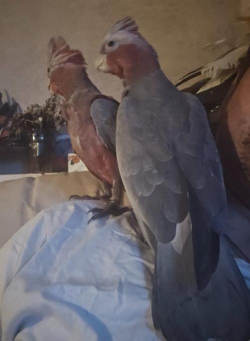 Roze kaketoe natuurbroed en handtam, Dieren en Toebehoren, Vogels | Parkieten en Papegaaien, Papegaai, Geslacht onbekend, Tam