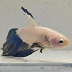 Betta splendens vrouw 04, Dieren en Toebehoren, Vissen | Aquariumvissen, Vis