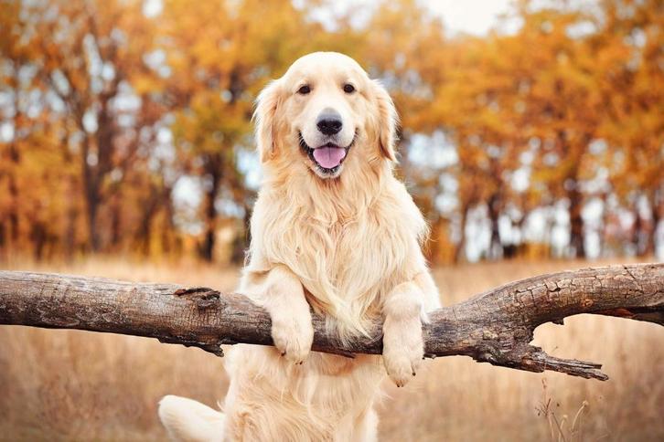 Gezocht, Golden Retriever of Labrador teef ( max 2 jaar ), Dieren en Toebehoren, Honden | Niet-rashonden, Middel, Teef, Particulier