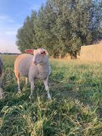 Twee ram lammeren melkschaap te koop, Mannelijk, Schaap, 0 tot 2 jaar
