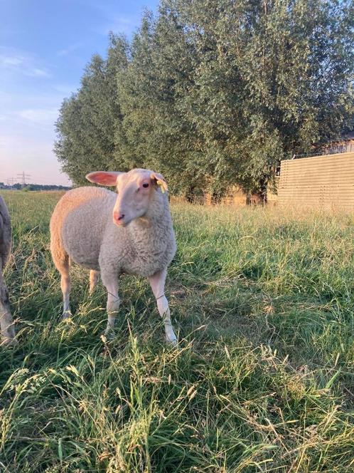 Twee ram lammeren melkschaap te koop, Dieren en Toebehoren, Schapen, Geiten en Varkens, Schaap, Mannelijk, 0 tot 2 jaar