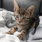 Nestje kittens🥰, Dieren en Toebehoren