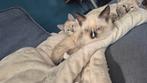 Deze 2 lieve kittens. zoeken nieuw huis..
