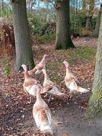 Kalkoenen, Augustus, Meerdere dieren