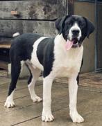 Authentieke massieve  Presa Canario pup, België, Particulier, Rabiës (hondsdolheid), 15 weken tot 1 jaar