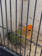 Mooie agapornis te koop, Dieren en Toebehoren, Vogels | Parkieten en Papegaaien, Vrouwelijk, Dwergpapegaai of Agapornis