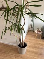 Yucca plant inclusief pot., Tuin en Terras, Planten | Tuinplanten, Zomer, Vaste plant, Ophalen of Verzenden, Overige soorten