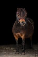 Te koop lieve en vriendelijke kinderpony, Dieren en Toebehoren, Merrie, Niet van toepassing, A pony (tot 1.17m), Gechipt