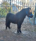 2 super leuke shetlander hengste, Dieren en Toebehoren, Pony's, Hengst, A pony (tot 1.17m), 0 tot 2 jaar