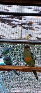 Barnard parkiet, Dieren en Toebehoren, Vogels | Parkieten en Papegaaien, Mannelijk, Parkiet, Geringd