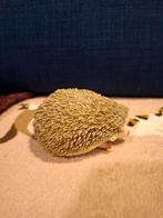 Safari ltd egel. Jaartal 2014,, Ophalen of Verzenden, Zo goed als nieuw, Wild dier, Beeldje of Figuurtje