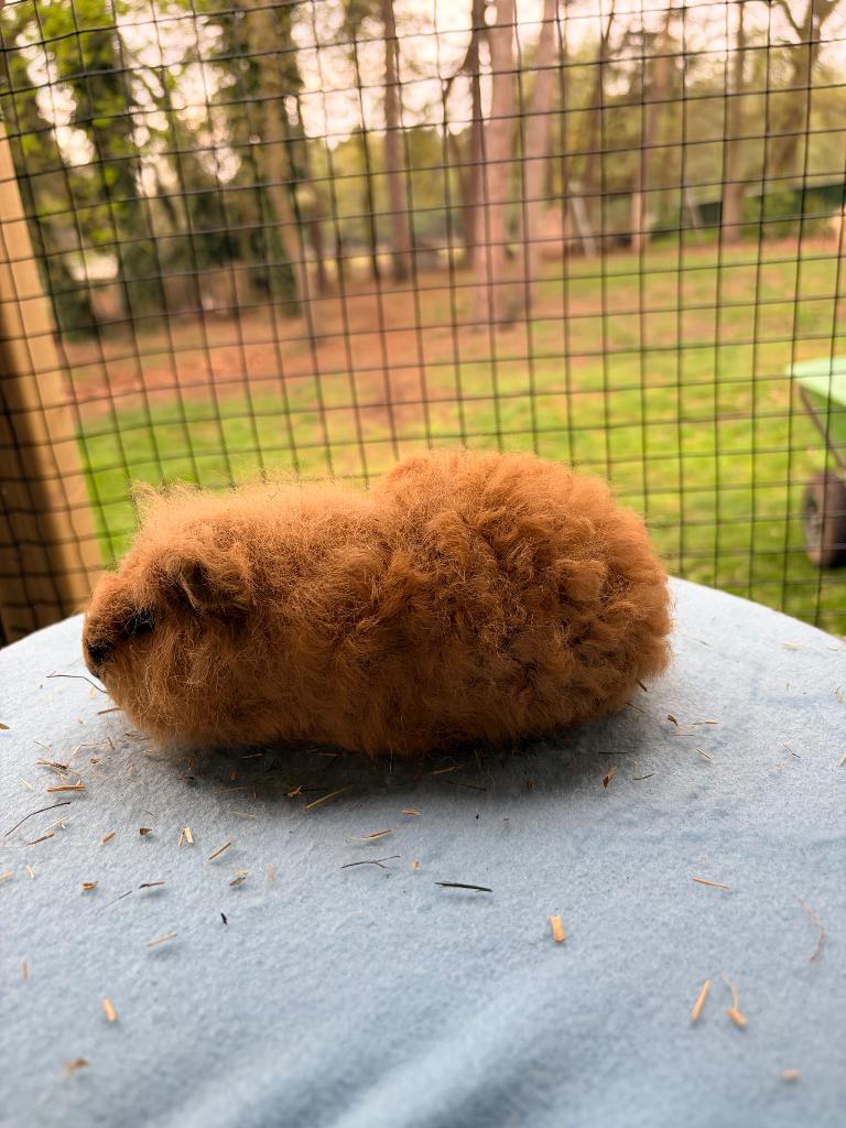 Ch teddy zeugjes buff california raszuiver, Dieren en Toebehoren, Cavia, Februari, Vrouwelijk, Tam