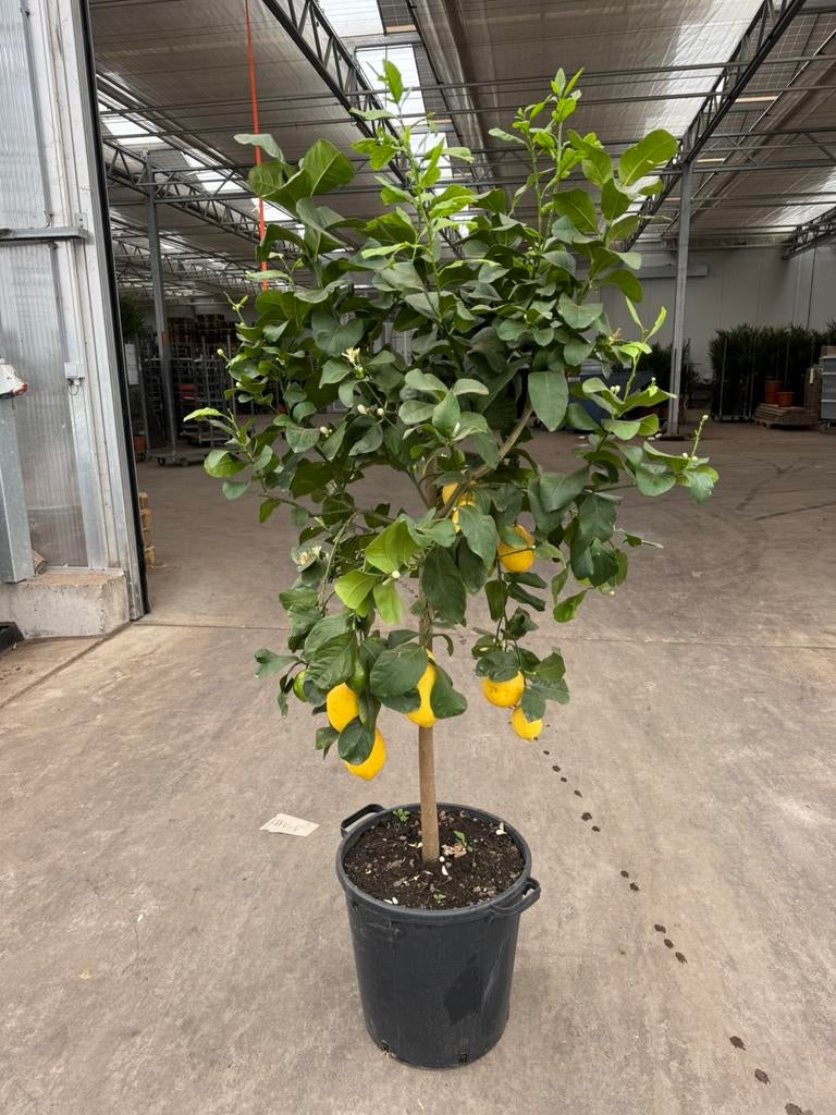 Lemon boom p 40 cm h 160 cm, Bloeit niet, Overige soorten, 100 tot 250 cm, Ophalen