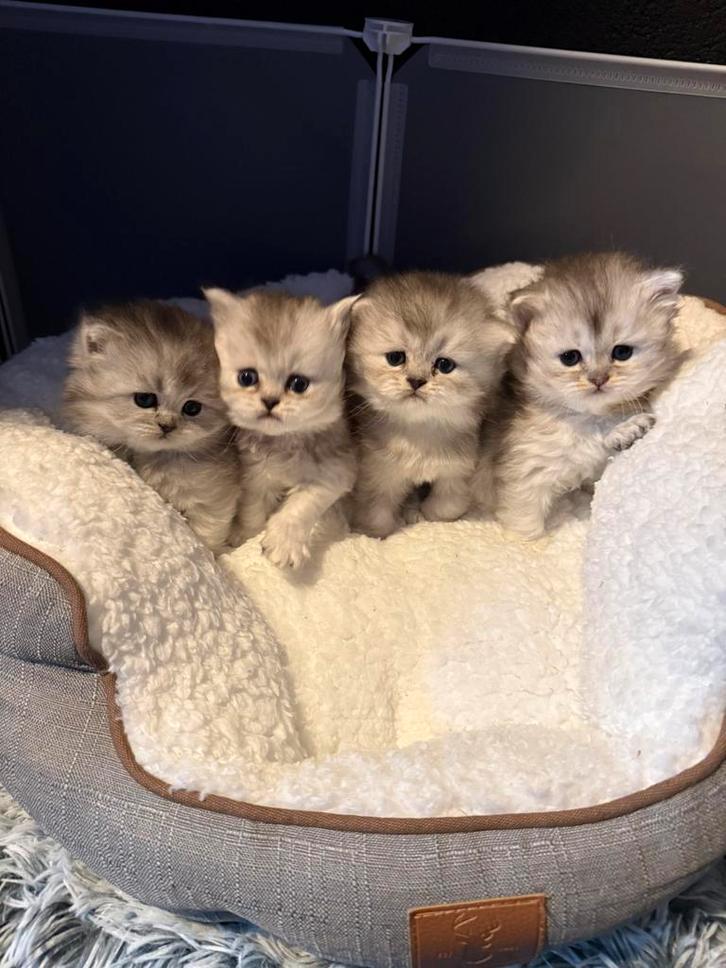 Prachtige britse langhaar kittens, Dieren en Toebehoren, Katten en Kittens | Raskatten | Langhaar, Meerdere dieren, 0 tot 2 jaar