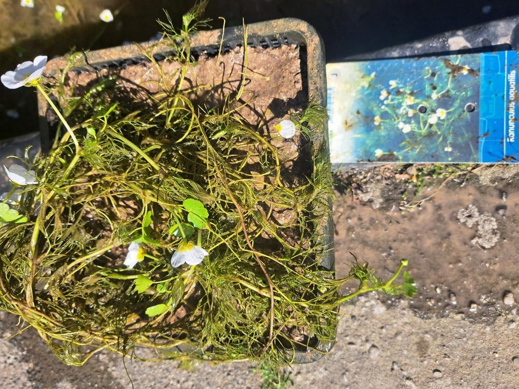 Zuurstofplanten Waterranonkel( Ranunculus aquatilus) in mand, Tuin en Terras, Vijvers, Ophalen, Nieuw