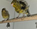 Te koop onverwant koppel fiorino kanaries, Dieren en Toebehoren, Meerdere dieren, Kleurkanarie