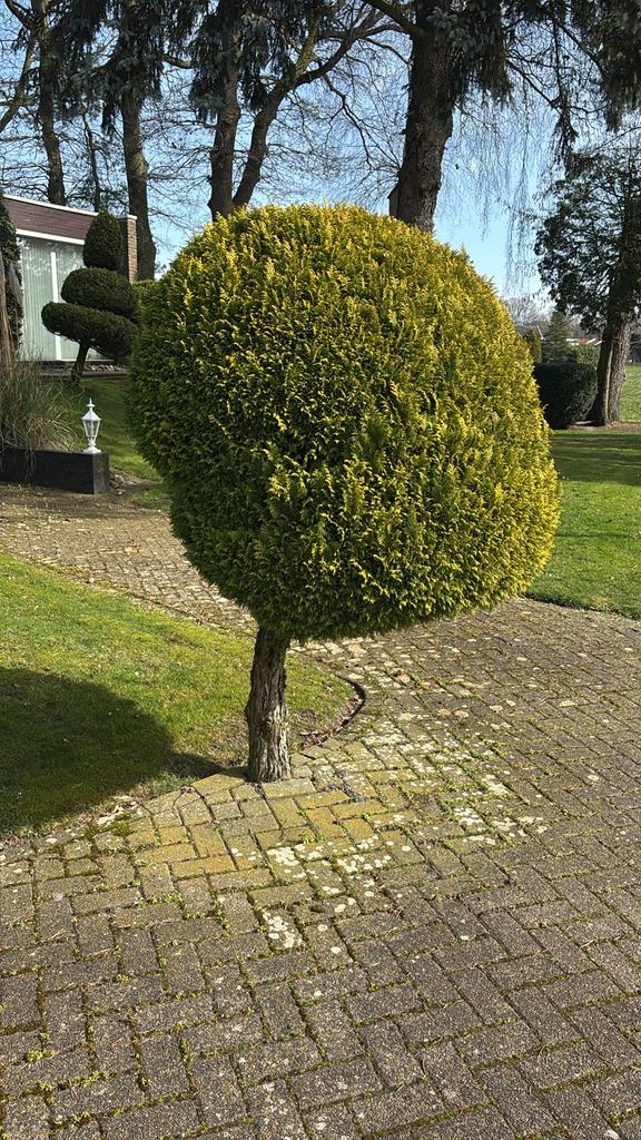 Taxus baccata bol op stam - 220 cm totaalhoogte, Vaste plant, Bloeit niet, Halfschaduw, Ophalen