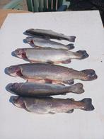 Verse en gerookte forel, Ophalen, Nieuw, Overige typen