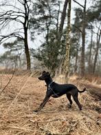 Co ouder gezocht voor onze hond; kruising windhond met ?, Ophalen of Verzenden