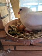 Te koop witte tacla’s en grijsschild meeuwen, Dieren en Toebehoren, Meerdere dieren