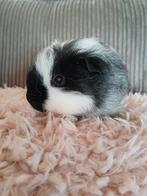 2 jonge cavia broertjes, Dieren en Toebehoren, Cavia, Mannelijk, Januari, Tam