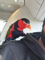 Zwartkap lori, Dieren en Toebehoren, Mannelijk, Papegaai, Pratend