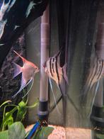 Bewezen koppel grote maanvissen, Dieren en Toebehoren, Vis, Zoetwatervis