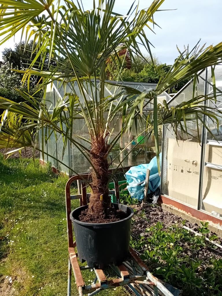 Mooie palmboom., Ophalen, Palmboom