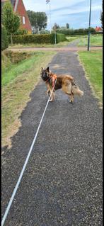 Lieve Tervuurse herder te koop, 6 jaar of ouder, België, Particulier, Teef