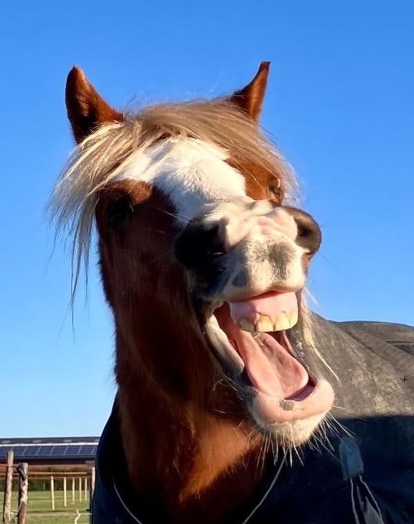 Lolly zoekt een gezellige verzorger/ster., Ophalen of Verzenden