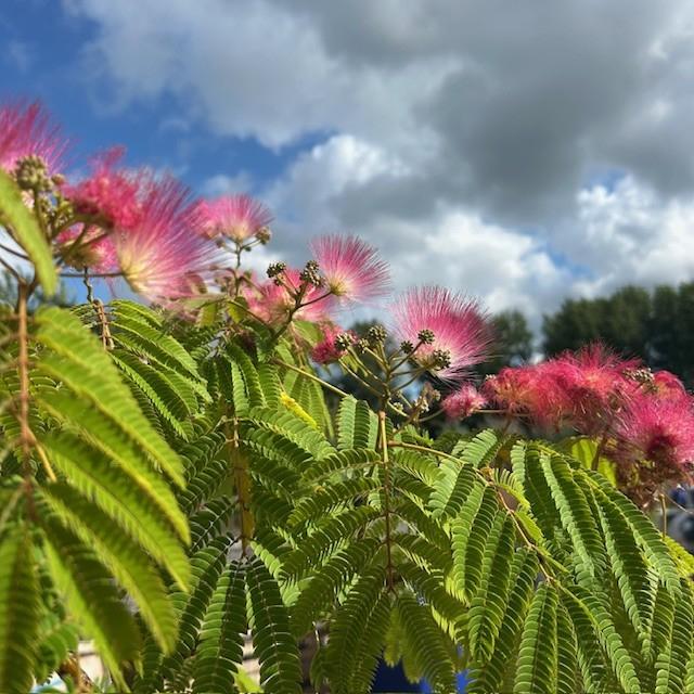 Albizia of Slaapboom, Tuin en Terras, Ophalen of Verzenden, Zomer, In pot, 100 tot 250 cm