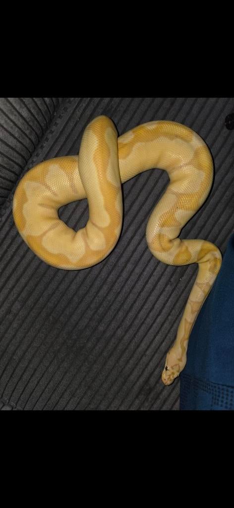 Ballpython, koningspython te koop Ball Python - unknown for sale from Samira