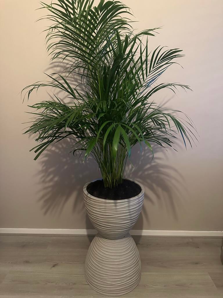 Grote Areca palm in stijlvolle vaas, Huis en Inrichting, Kamerplanten, Ophalen, 100 tot 150 cm, Palm, Halfschaduw