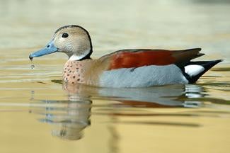 Roodschoudertaling | Siereenden | Broedkoppels, Meerdere dieren, Eend