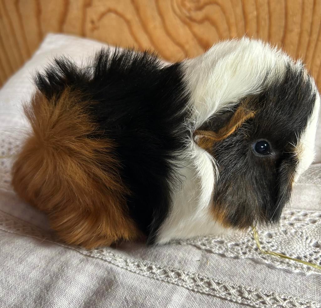 jong cavia vrouwtje  🩷 peruvian, Dieren en Toebehoren, Knaagdieren, Vrouwelijk, Cavia, Maart